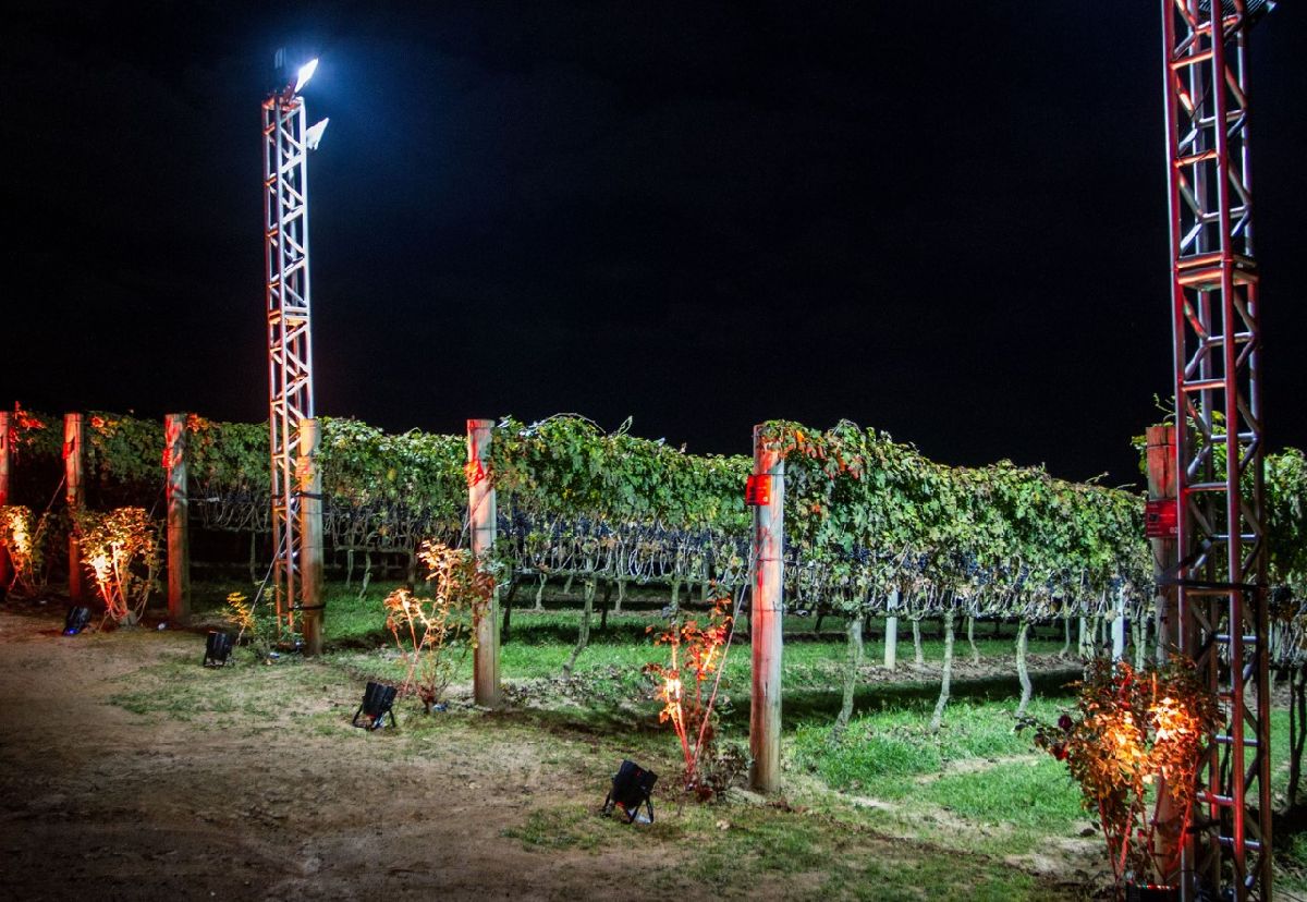 Vinícola Góes realiza colheita de uvas ao luar