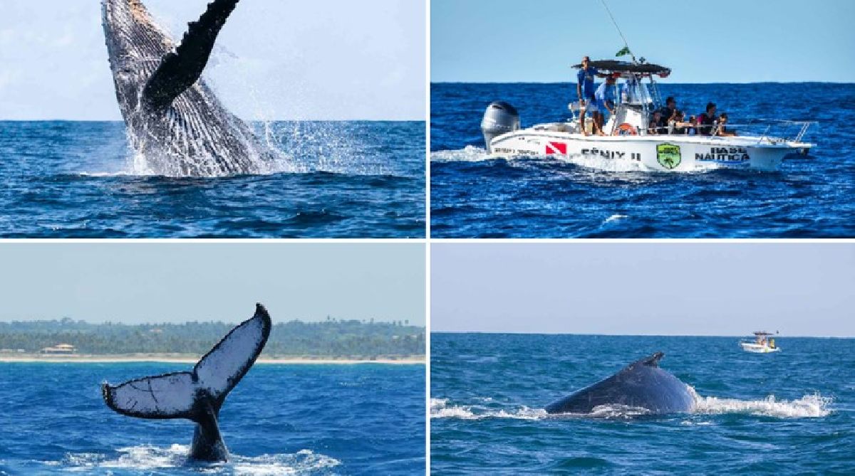 Temporada de observação de baleias começou e já encanta turistas pelo Brasil