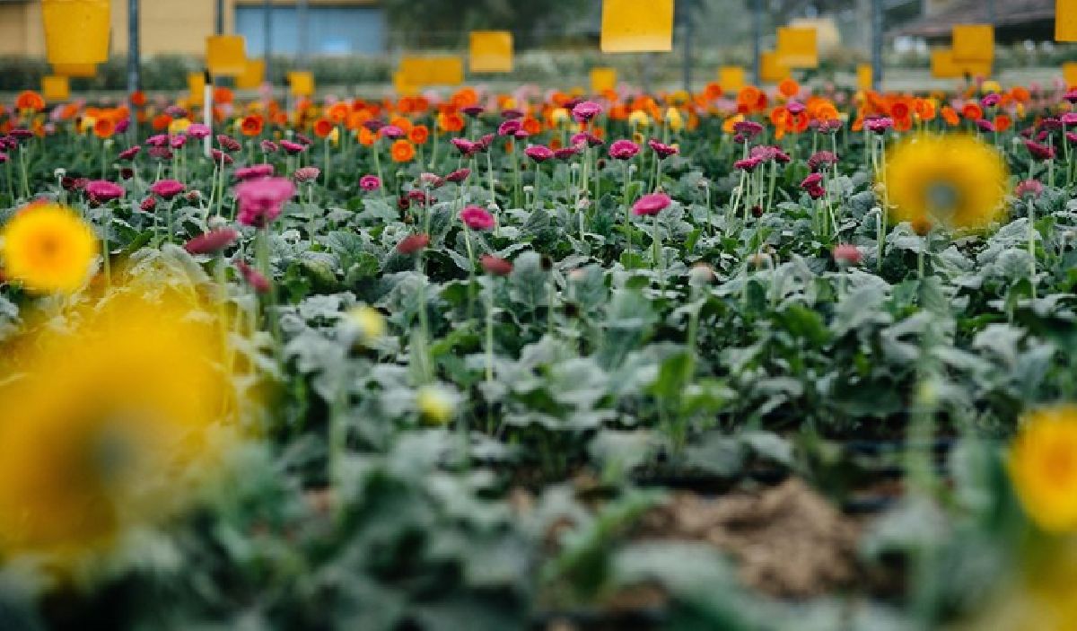 Aproveite para turistar em destinos que exalam o colorido e o cheiro das flores